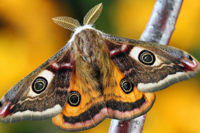 How To Keep Moths Out Of Your House