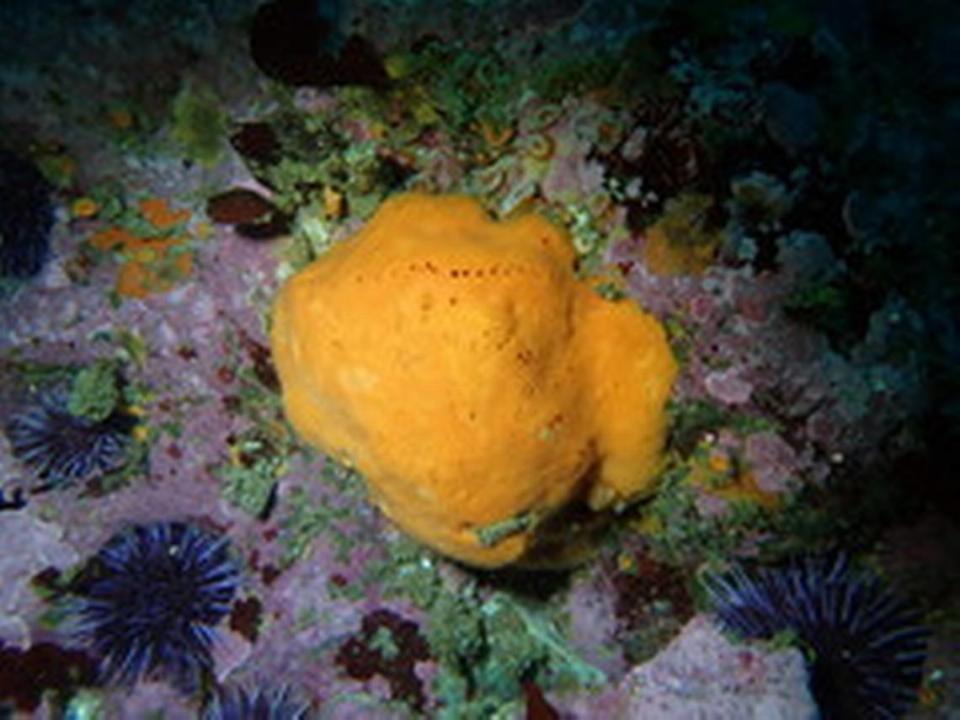 Marine biologists have discovered a dozen new species of sea sponges at the Monterey Bay National Marine Sanctuary off California.