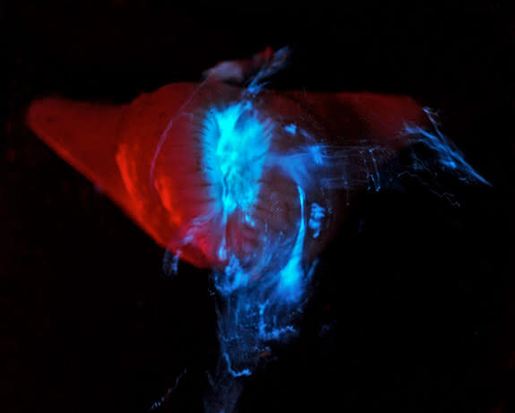 Sea-anemone-glowing.jpg: Bioluminescent mucus secreted from the venus fly trap anemone (<em>Actinoscyphia sp.</em>).