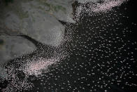 <p>A birds eye view of Flamingos migrating. (Photo: Michael Viljoen/ Caters News) </p>