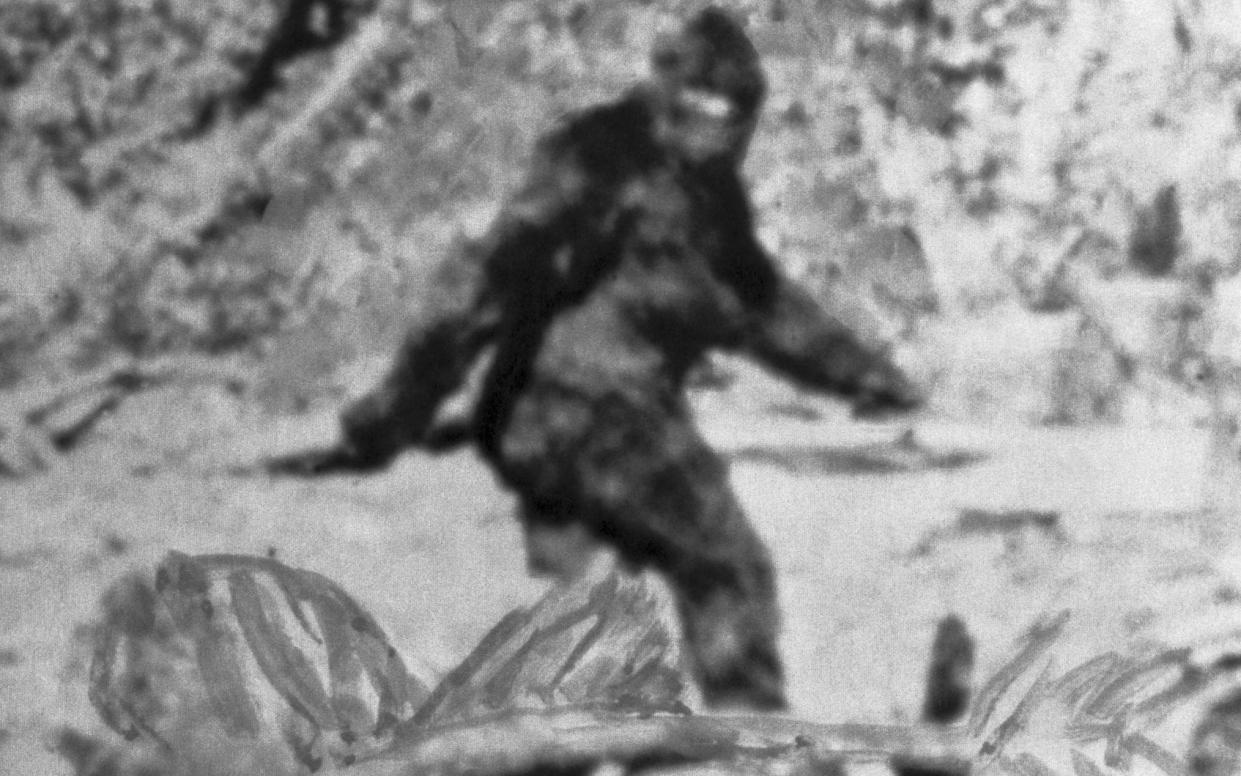 A photo of Bigfoot or the Abominable Snowman - Bettmann