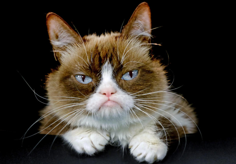 Grumpy Cat, the adorably grouchy-looking meme machine kitty, has passed away