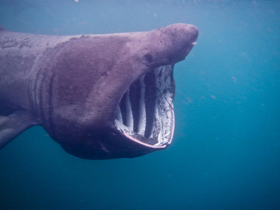 A basking shark swimming underwater with its large mouth open, showing gill rakers