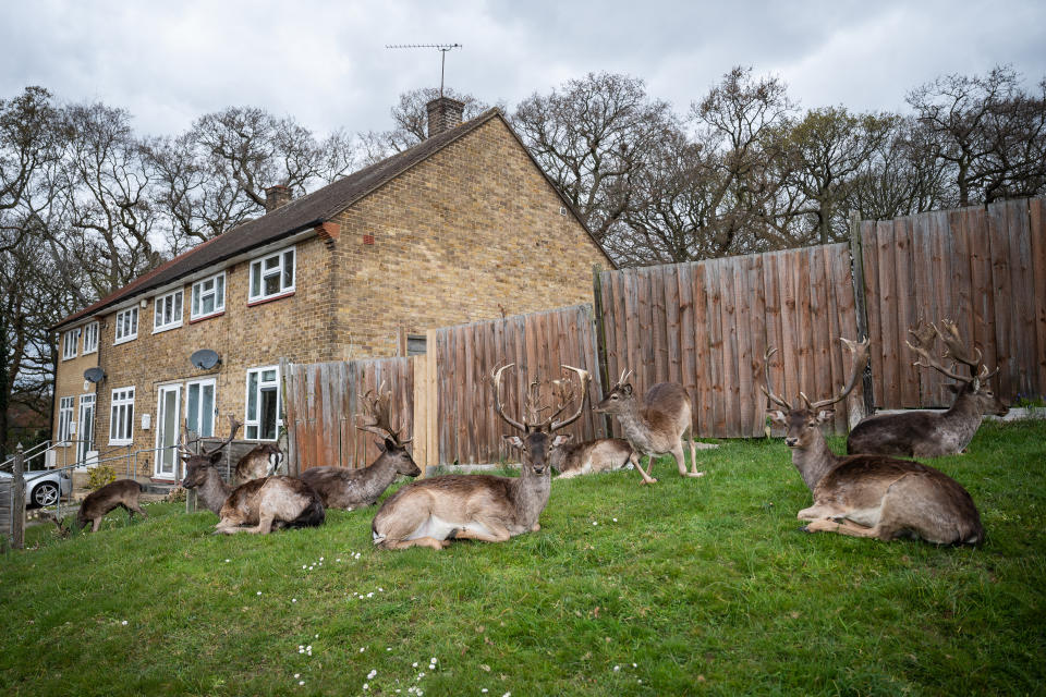 ROMFORD, ENGLAND - APRIL 02: Fallow deer from Dagnam Park rest and graze on the grass outside homes on a housing estate in Harold Hill, near Romford on April 02, 2020 in Romford, England. The semi-urban deer are a regular sight in the area around the park but as the roads have become quieter due to the nationwide lockdown, the deer have staked a claim on new territories in the vicinity. The Coronavirus (COVID-19) pandemic has spread to many countries across the world, claiming over 40,000 lives and infecting hundreds of thousands more. (Photo by Leon Neal/Getty Images)