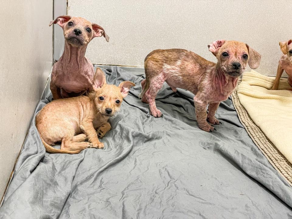 Norwalk police and the Animal Rescue League found 64 dogs, including seven that were dead, and three cats at a home. The owners surrendered the animals to the ARL.