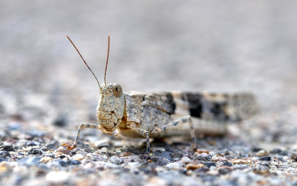 This Thursday, July 25, 2019, photo shows a pallid-winged grasshopper on a sidewalk outside the Las Vegas Sun offices in Henderson, Nev. A migration of mild-mannered grasshoppers sweeping through the Las Vegas area is being attributed to wet weather several months ago. (Steve Marcus/Las Vegas Sun via AP)