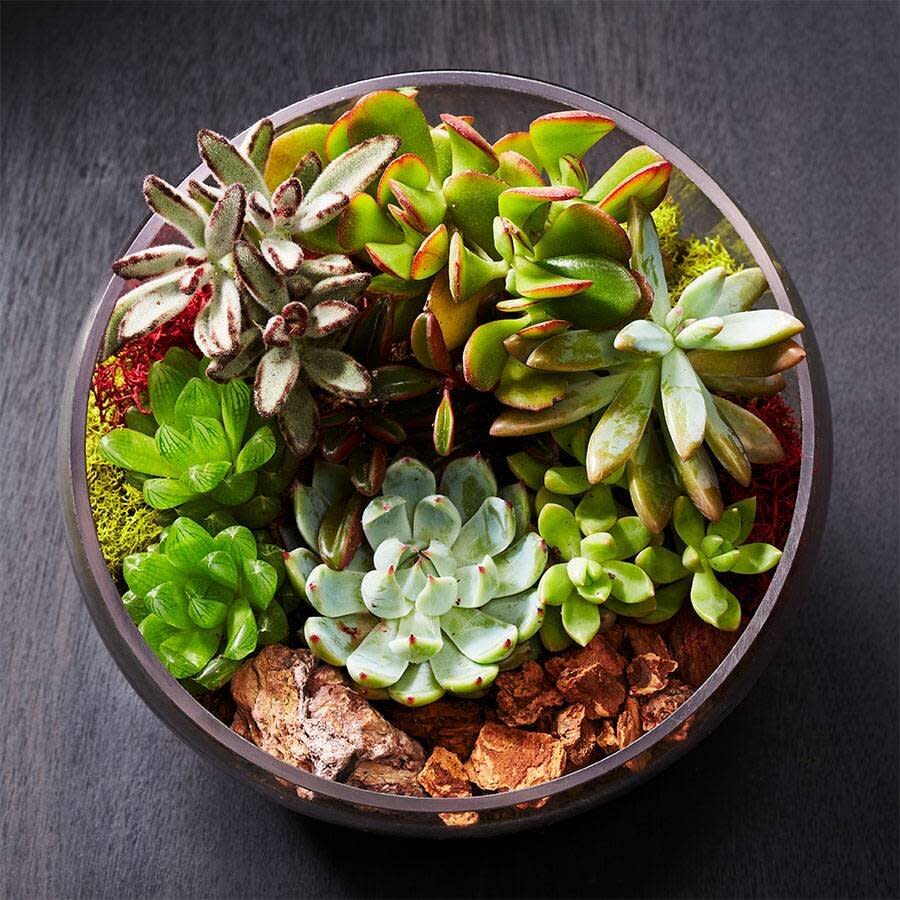 For the mom that's truly a plant parent at heart, you might want to go with a plant that'll actually grow with her. And <a href="https://fave.co/2xif5r3" target="_blank" rel="noopener noreferrer">plants.com</a> has plenty. While the company doesn't have a specific Mother's Day assortment, you can check out its different collections, including <a href="https://fave.co/3cw3S5l" target="_blank" rel="noopener noreferrer">pet-friendly</a> and <a href="https://fave.co/2VBytYH" target="_blank" rel="noopener noreferrer">easy care plants</a>. You could even go for this <a href="https://fave.co/3aizHNR" target="_blank" rel="noopener noreferrer">succulent terrarium</a> that can decorate a side table or <a href="https://fave.co/3eFgWYi" target="_blank" rel="noopener noreferrer">long-lasting hydrangeas</a>. You can click a button on the site to say that your plant's a gift, which will let you write a message and pick a delivery date. Your plant should ship out within <a href="https://fave.co/2XKMJ44" target="_blank" rel="noopener noreferrer">two to four business days of the order being placed</a>. If you're a super last-minute shopper, you can get next-day and overnight shipping but it'll cost you an extra shipping fee. <br /><br /><a href="https://fave.co/2xif5r3" target="_blank" rel="noopener noreferrer">Check out the plants at plants.com</a>.