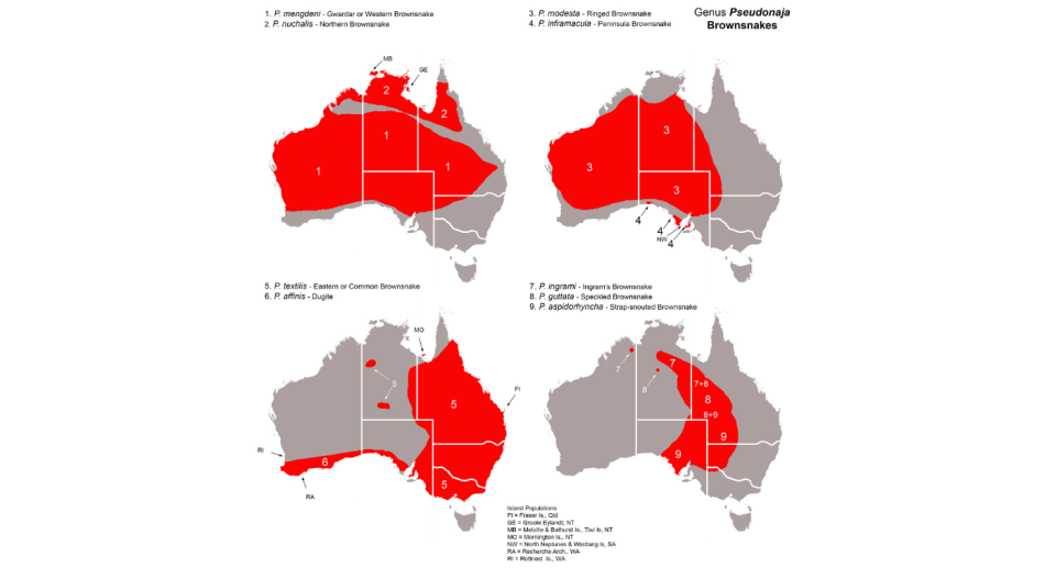 Distribution maps showing where you can find different Australo-Papuan Brown Snakes in Australia.
