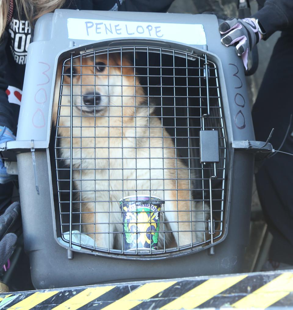 Morristown, NJ -- February 14, 2024 -- Penelope one of the dogs brought from New Orleans that was airlifted to Morristown being unloaded from the plane. 
Greater Good Charities, iHeartDogs.com, and iHeartCats.com airlifted over 80 shelter pets from New Orleans to Morristown, NJ, landing at Morristown Airport. Vans from local shelters like St. Hubert's were there to pick up the animals that are available for adoption.