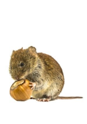 How To Get Rid of Voles - Backyard Rodent