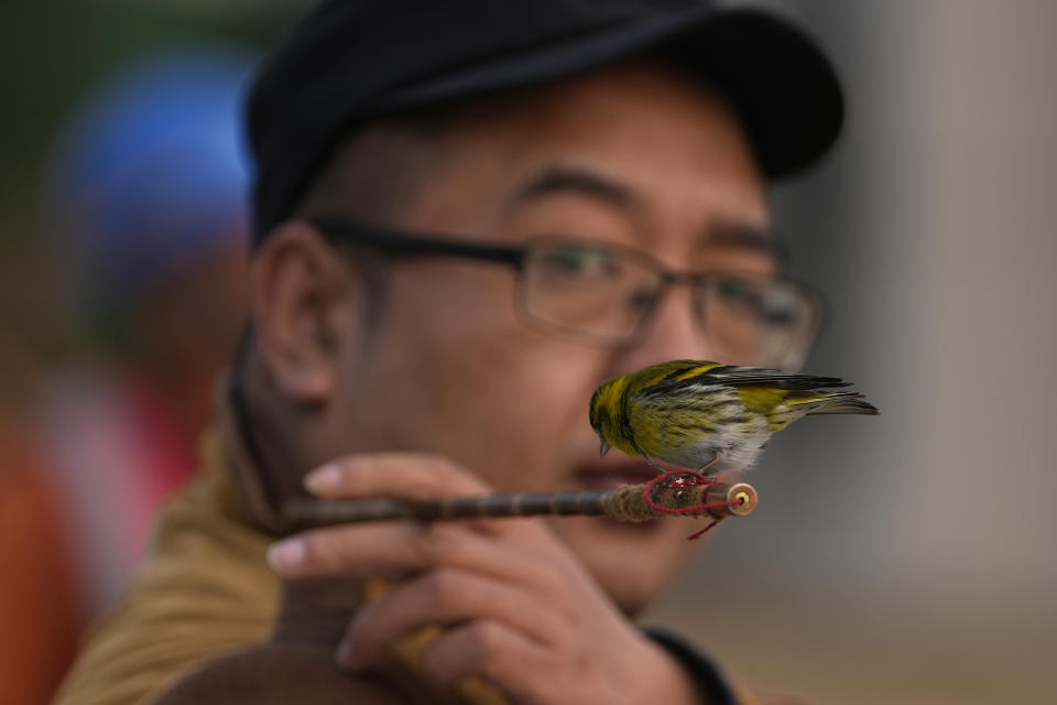 A man looks over at a bird he keeps and trains to fly around him outside a stadium in Beijing, Tuesday, March 26, 2024. Locals train birds of various types to perform different acts including catching beads shot out of a tube or opening boxes. (AP Photo/Ng Han Guan)