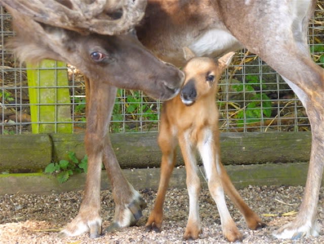 Adorable reindeer calf born at Dudley Zoo