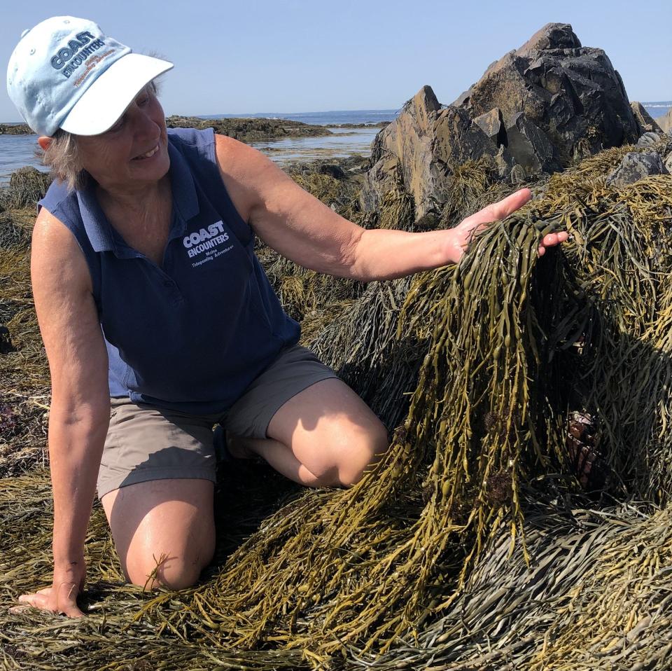 Carol Steingart holds strands of knotted wrack, which is popularly known as sea spaghetti, during a visit to Middle Beach in Kennebunk, Maine, on Thursday, Aug. 3, 2023. Steingart owns a business, Coast Encounters, which provides tours of tidal pools on local beaches.