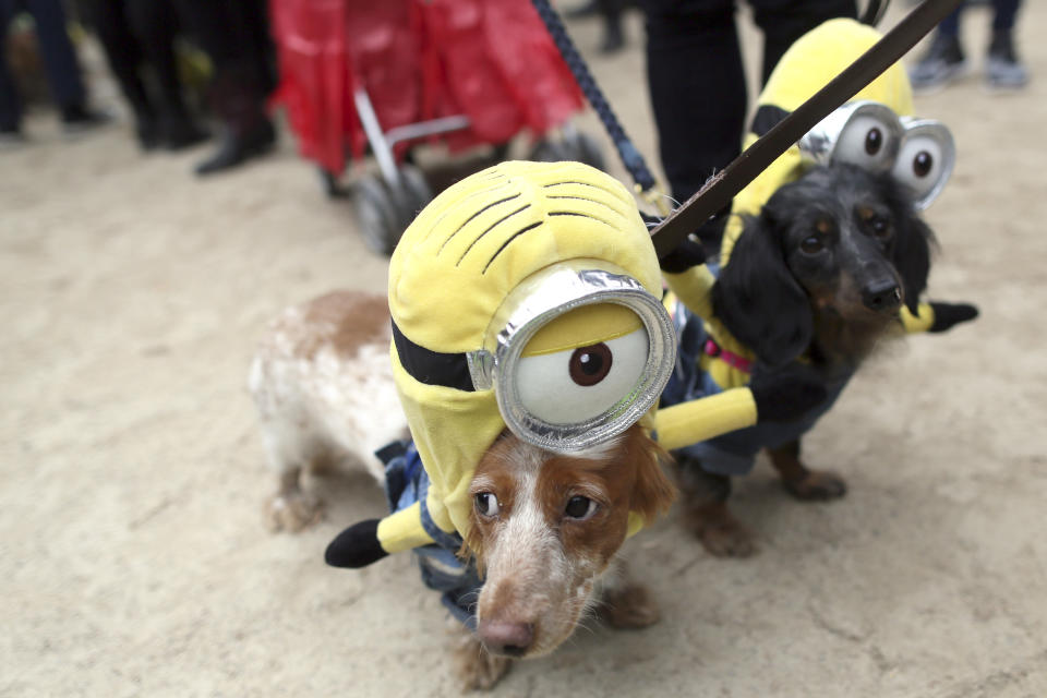 FILE - Dachshunds Eli, left, and Emily in Minion costumes participate in the annual Tompkins Square Halloween Dog Parade in New York on Oct. 24, 2015. This summer, the goggle-wearing yellow ones will return in “Minions: Rise of Gru," in theaters July 1. The “Despicable Me” franchise and its “Minions” spinoffs are the highest grossing animated film franchise ever with more than $3.7 billion in tickets sold worldwide. (AP Photo/Mary Altaffer, File)