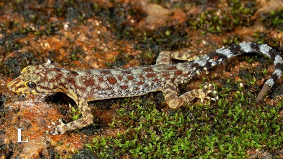 An image of the colorful Cnemaspis jackieii, a gecko named after Jackie Chan.