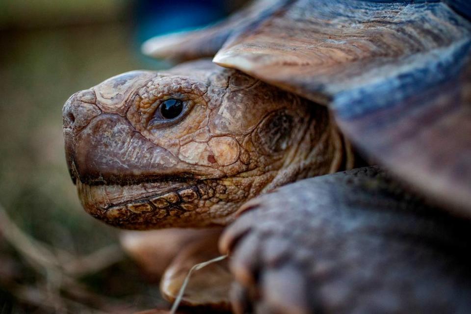Hoss is a 35-pound sulcata tortoise, also known as African spurred tortoise, estimated to be around 8 years old. The large tortoises can live up to 70 years in the wild, and from 80 to 100 years in captivity. DAVID MONTESINO/dmontesino@star-telegram.com