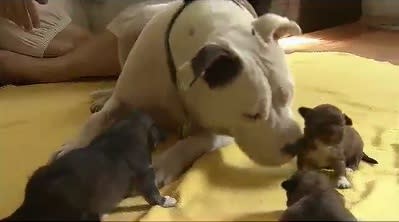 Rescued Pit Bull Adopts Rescued Puppies