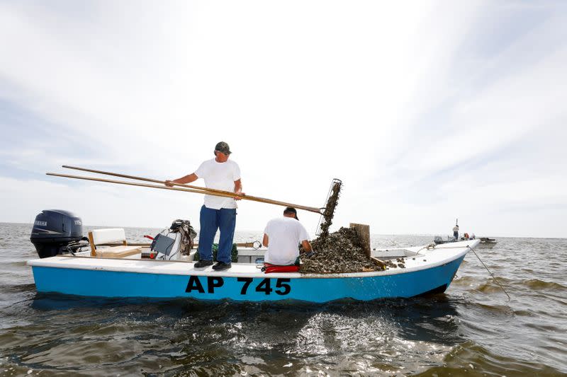 Michael Dasher, Sr., uses tongs to lift oysters from the bottom of Apalachicola Bay onto the boat of his son Michael Dasher, Jr., as they work off Eastpoint, Florida