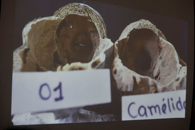 A picture of a study carried out by the Institute of Legal Medicine of Peru on the 'alien mummies' that concluded that they are dolls made with animal bones is displayed in Lima