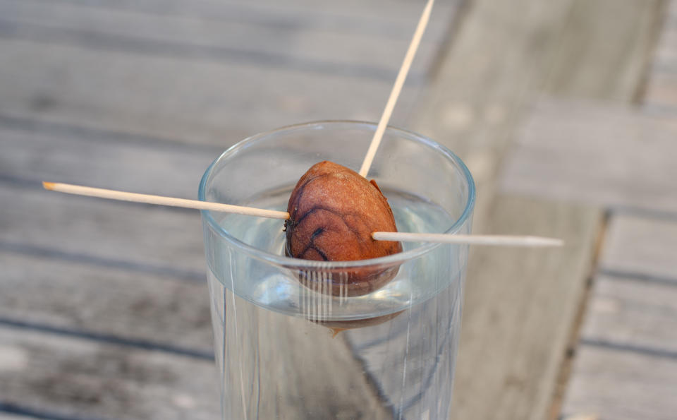 Mit Zahnstochern kann man einen Avocado-Kern über Wasser halten. (Bild: Getty Images)