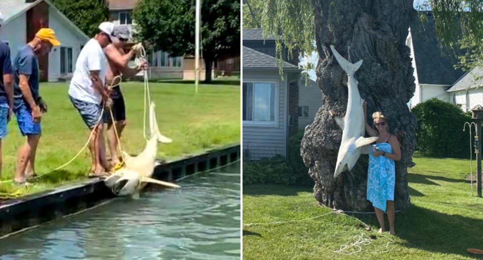 The shark being pulled from the water and hanging from a willow tree. 