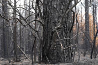 Burnt forest from a wildfire is seen in Leesville, La., Wednesday, Sept. 13, 2023. (AP Photo/Gerald Herbert)