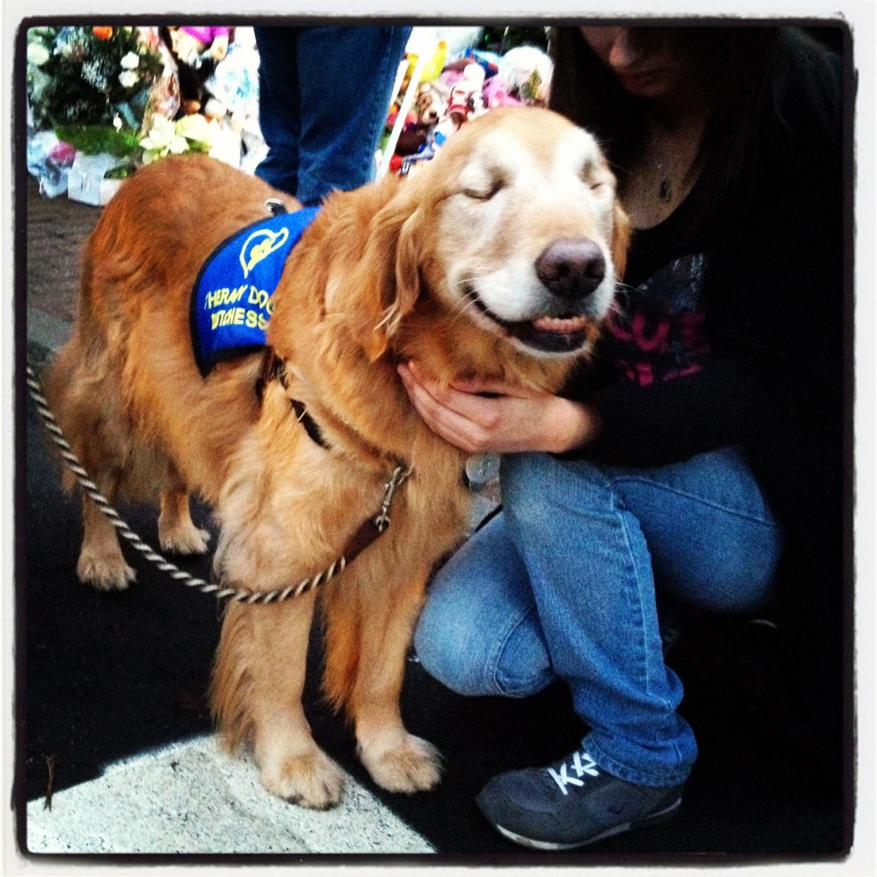 Dutchess, a blind therapy dog, comforts Sandy Hook residents at a roadside memorial.