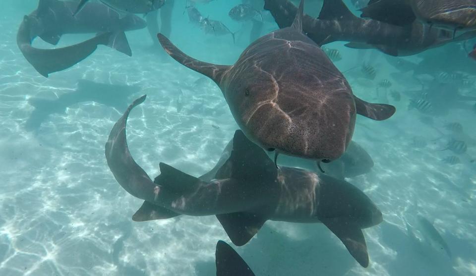 Swimming with sharks in the Exumas in the Bahamas, is not always dangerous, but it might raise your blood pressure. Nurse sharks are known to be bottom-dwelling sharks that live in the warm, shallow waters of the Bahamas. The sharks are carnivorous and have rows of thousands of, serrated teeth. The nurse sharks are, for the most part, harmless to swimmers and snorkelers. 