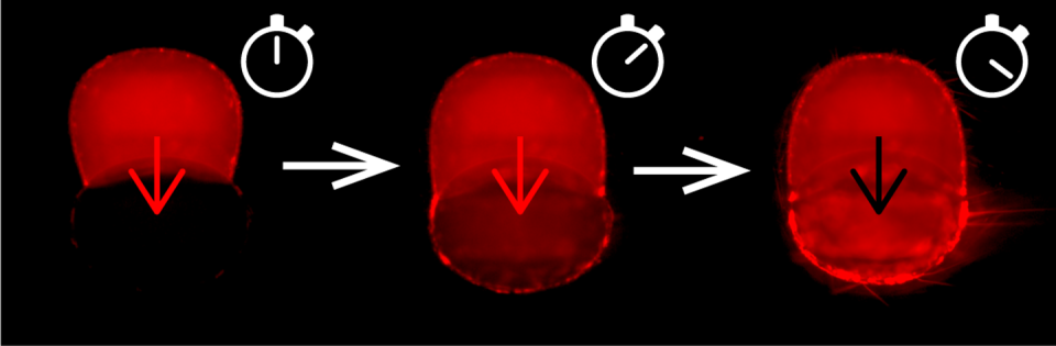 <span class="caption">Droplet interface bilayers. The chemotherapy drug doxorubicin starts in the top droplet and gradually crosses the asymmetric artificial cell membrane into the second droplet.</span> <span class="attribution"><span class="source">Reproduced by permission of The Royal Society of Chemistry</span></span>