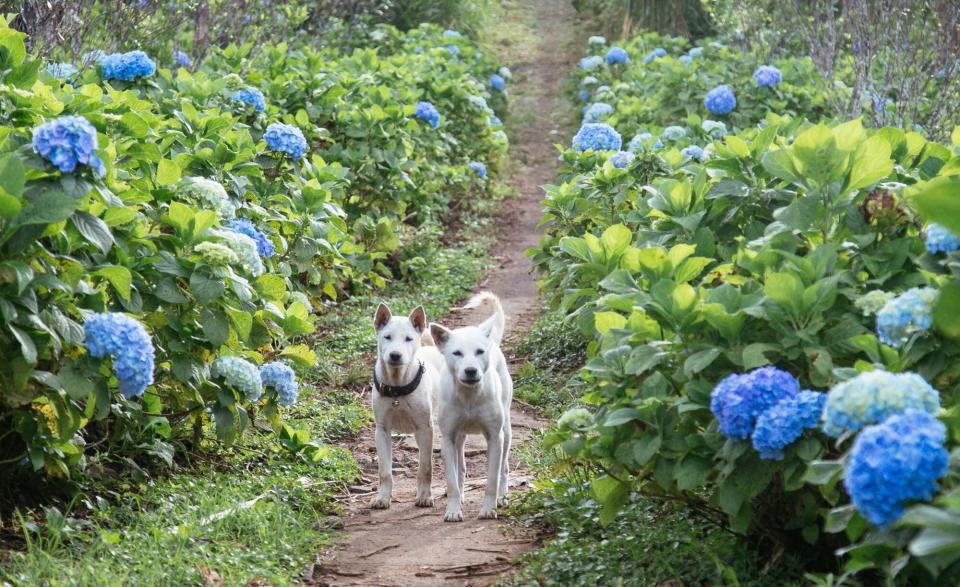 Two Dogs in Hydrangea Bushes