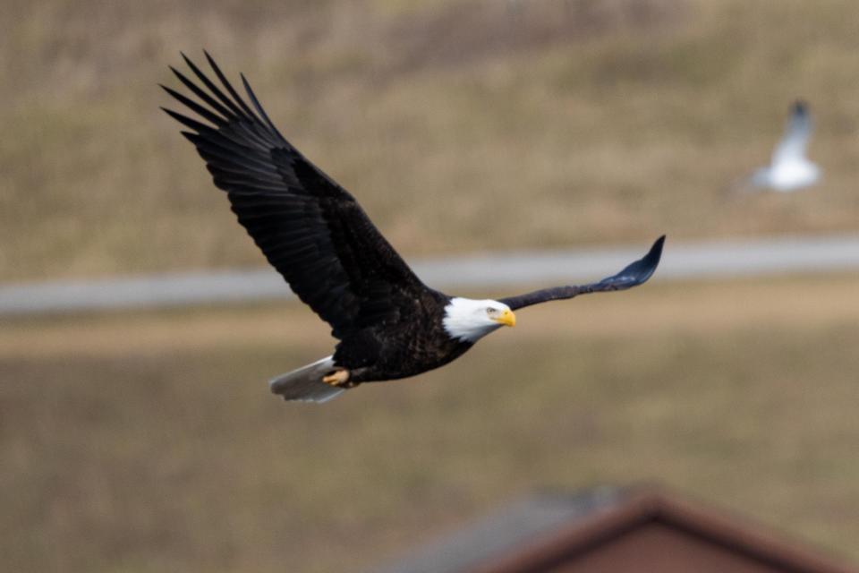 Bald eagles take flight.