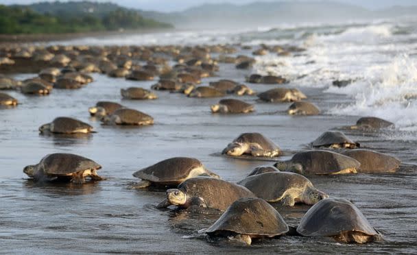 PHOTO: Lora sea turtles leave the sea to lay their eggs in nests at Ostional Beach, near San Jose, Costa Rica, Nov. 9, 2015. (Xinhua News Agency via Getty Images,FILE)