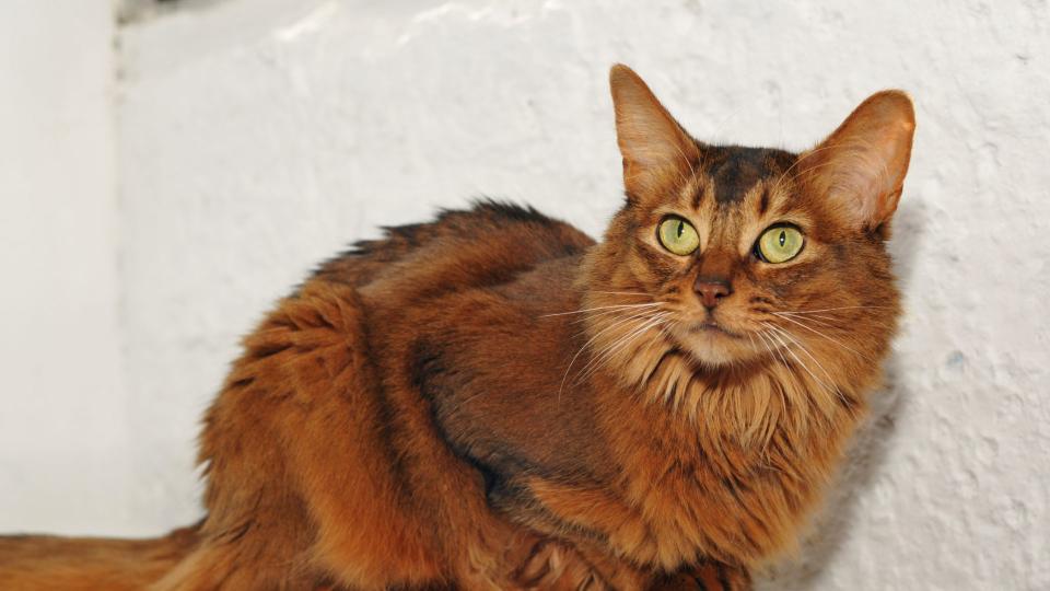 Somali cat