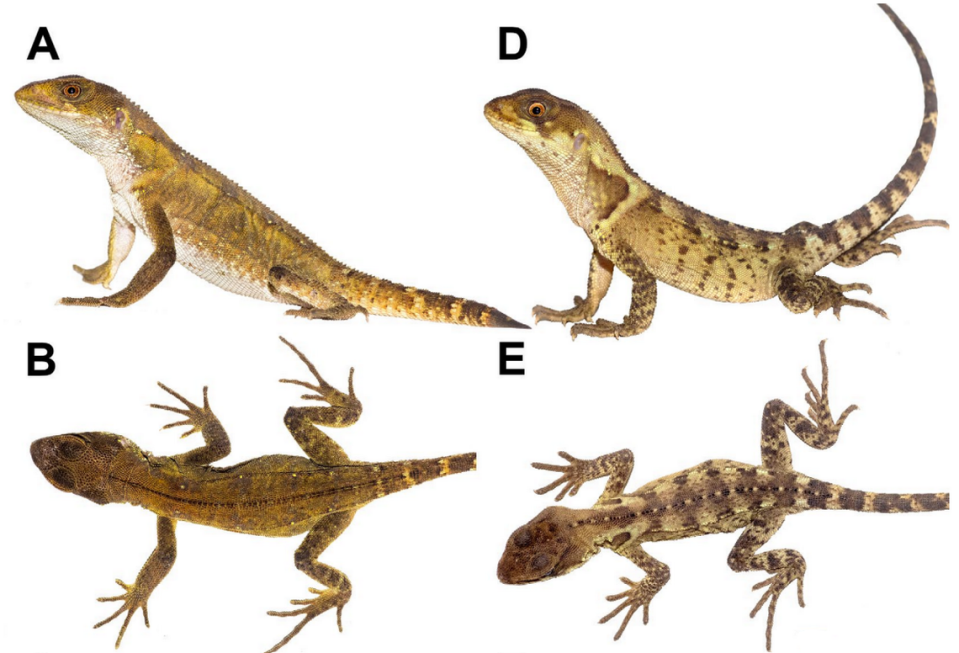 Several female Enyalioides dickinsoni, or Dickinson’s wood lizards, as seen from the side and from above.