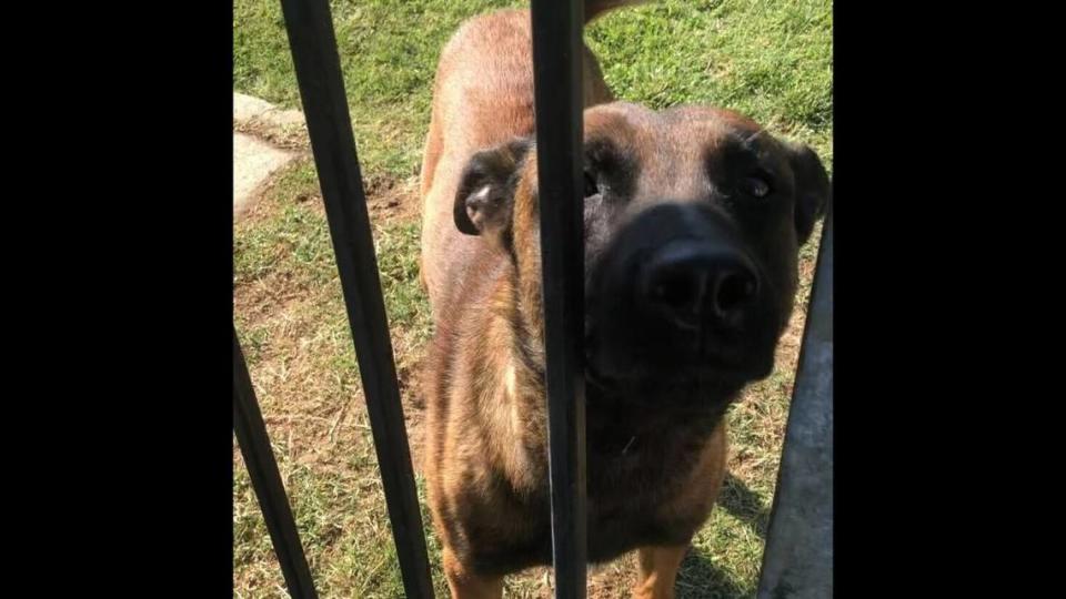Madera County Sheriff’s Office K-9 Odin, who went missing Sunday, July 2, 2023, and was found later that day in Fresno. SUBMITTED PHOTO