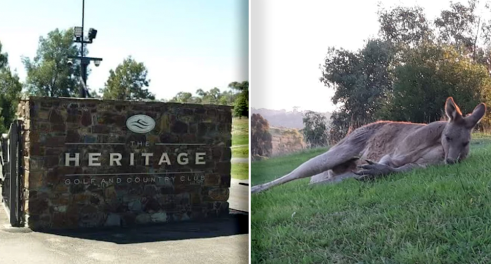 Heritage say they will no longer cull the kangaroos living around their course. Source: Supplied