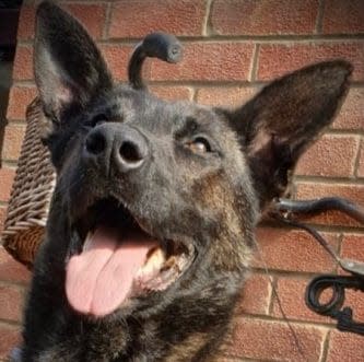 Man jailed for biting police dog - Humberside Police