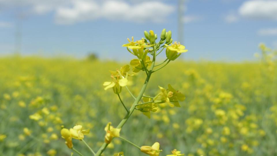 Manitoba farmers says much more is needed to help them weather the COVID-19 pandemic and come out on the other side still able to grow food for Canadians. 