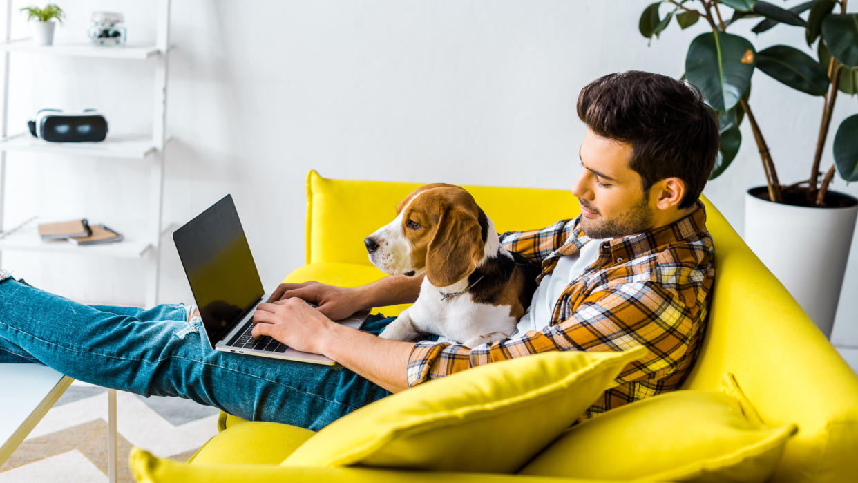 handsome man using laptop on yellow sofa with beagle dog.