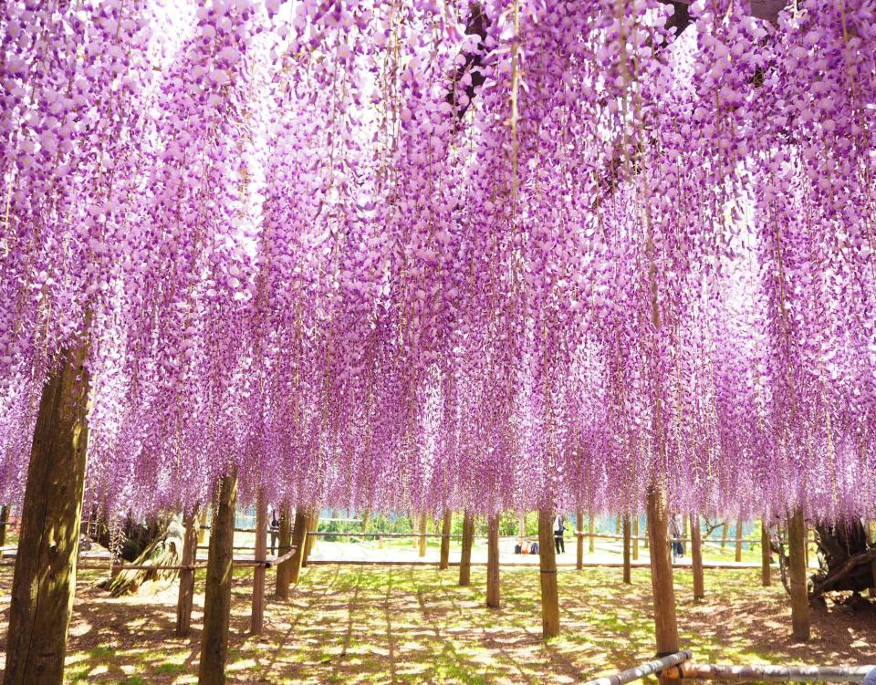 河內藤園