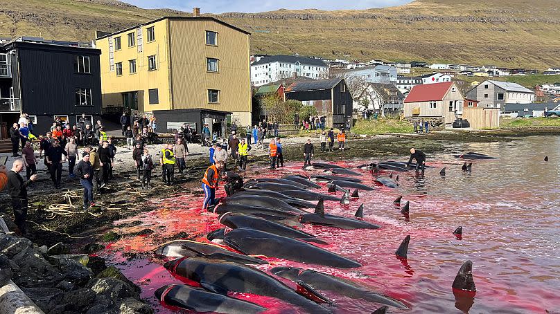 Pilot whale hunt begins in Klaksvik, Faroe Islands.