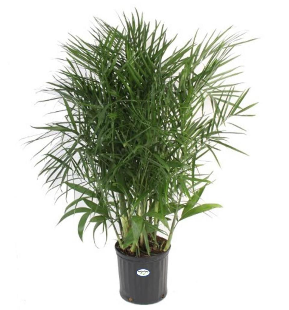 Bamboo Palm Live Plant in an 10 Inch Grower Pot (Photo: Etsy)