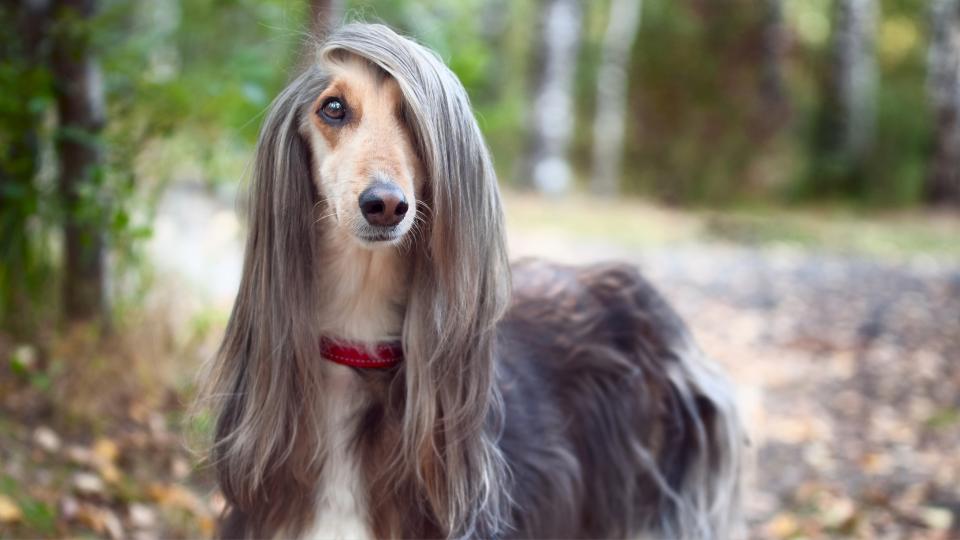 Afghan Hound stood outside with leaves and trees in behind