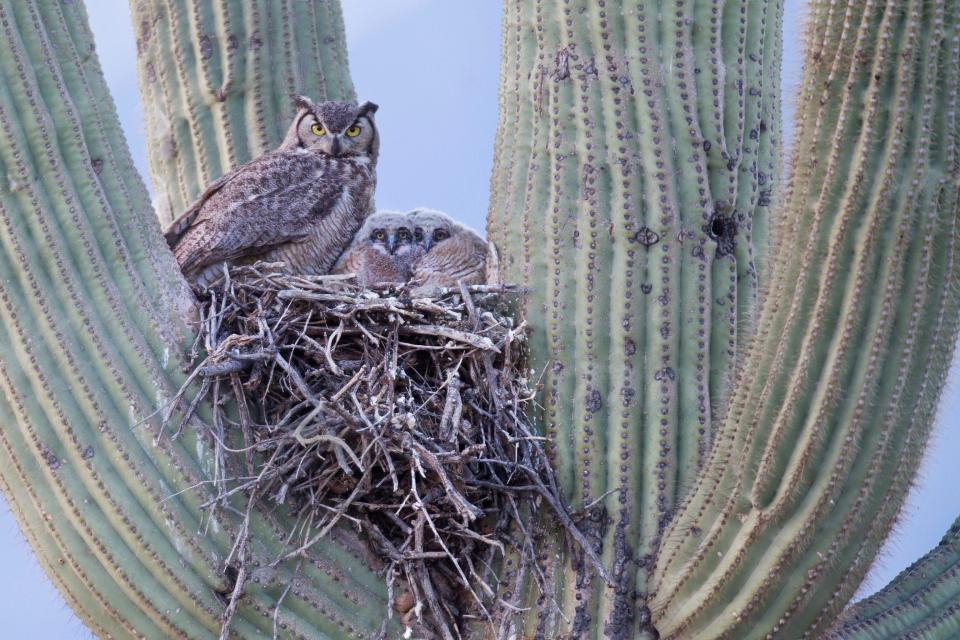 A great Horned Owl Nest on a saguaro.