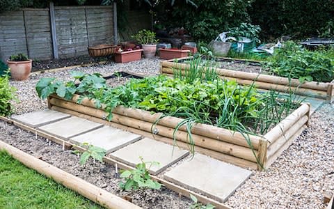 Vegetable patch - Credit: Alamy