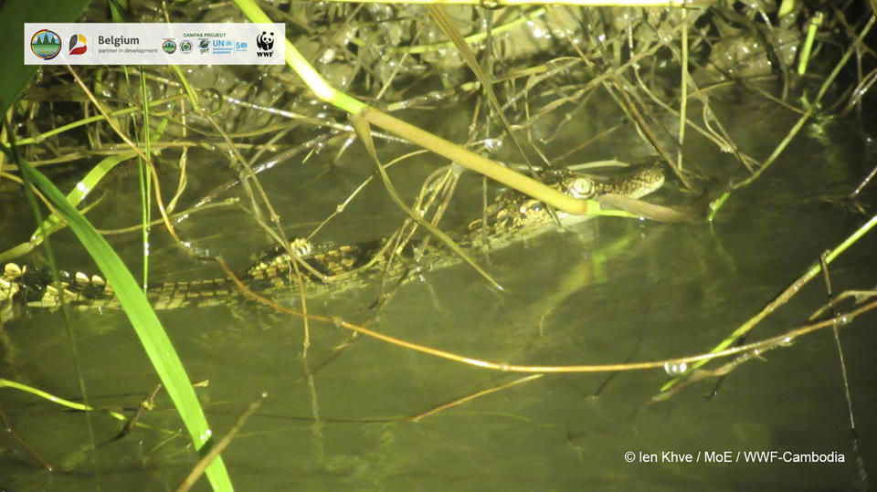 In this image released by Cambodian Environment Ministry and WWF, a Siamese crocodile swims in Srepok Wildlife Sanctuary of Cambodia's Eastern Plains, Mondulkiri province, Cambodia, on Sept. 13, 2021. Eight hatchlings from one of the world’s rarest crocodile species have been found in a wildlife sanctuary in eastern Cambodia, raising hopes for its continuing survival in the wild. Conservationists found the baby Siamese crocodiles in a river in the Srepok Wildlife Sanctuary, Cambodia's Environment Ministry and the World Wildlife Fund said Tuesday, Sept. 21, 2021. (Cambodian Environment Ministry and WWF via AP)