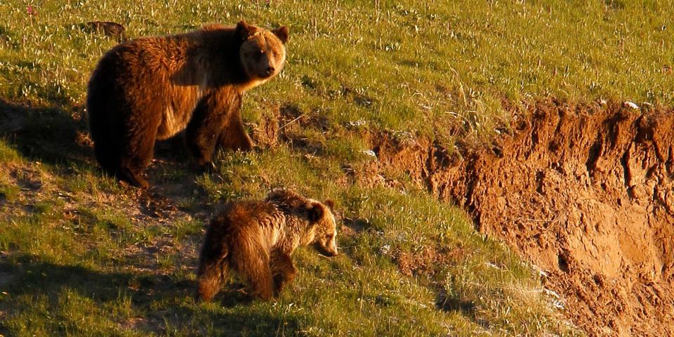 grizzly bear and cub