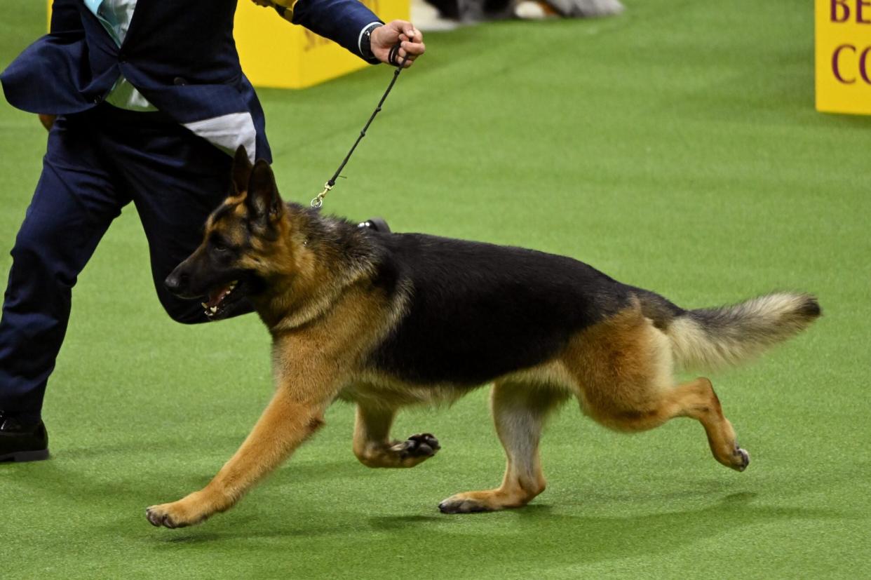 a german shepherd running the Westminster Dog Show competition ring