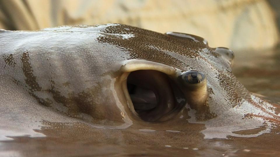 Giant freshwater stingray like this one can breath air. Stefan Lovgren