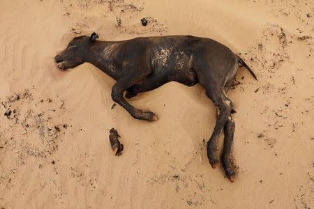 A calf killed by wildfires lies in a burned pasture near Higgins, Texas, U.S., March 12, 2017. REUTERS/Lucas Jackson